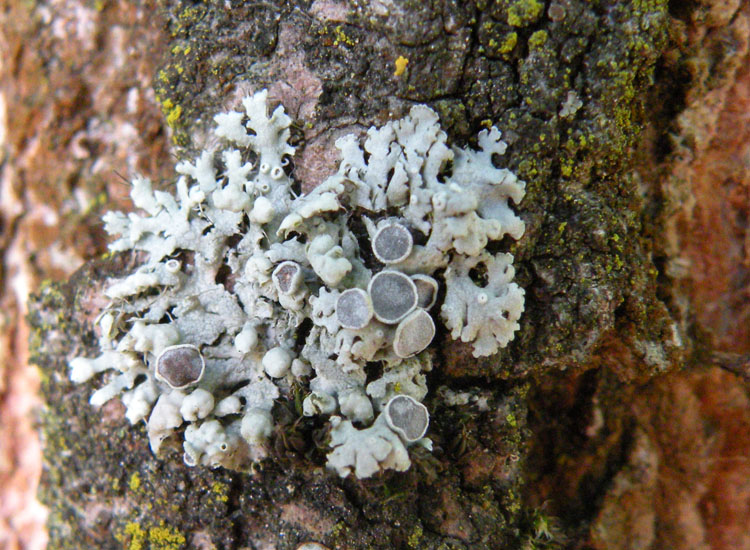 In Francia, in vista del Monte Bianco....